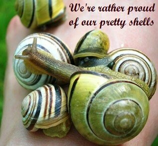 Organic garden snail control - yellow and black garden snails