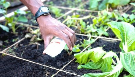 Sq ft Gardening - sowing seeds in a square foot garden