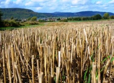 stalks left from straw harvesting Straw Bale Gardening