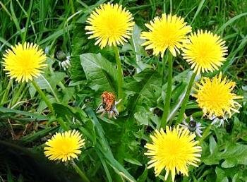 Weeds - dandelions with flowers and leaves