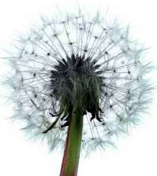 Weeds - dandelion seed head