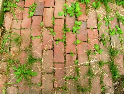 How to kill weeds in brick path