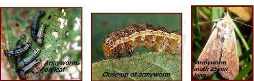 Broccoli pests - armyworms, armyworm moth
