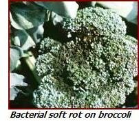 bacterial soft rot on broccoli
