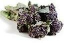 purple sprouting broccoli varieties