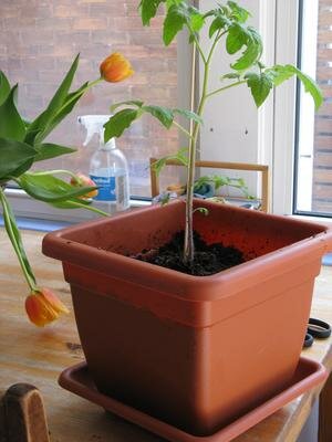 growing tomatoes indoors