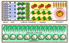 Growing veg planner