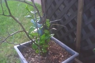 New growth on tree trunk