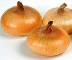 growing onions – cippollini onion varieties