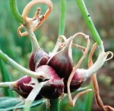 egyptian walking onions – growing onions