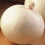 white onions – growing onions