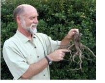 Robert Kourik with plant roots