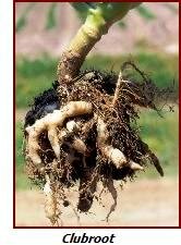 clubroot in broccoli