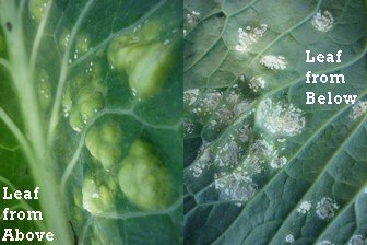 Brocolli disease - what has it got?