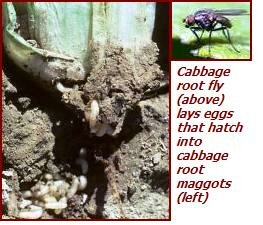 cabbage root maggots and fly