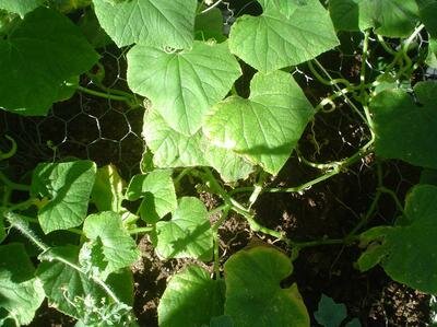 cuke plant