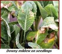downy mildew on seedling leaves