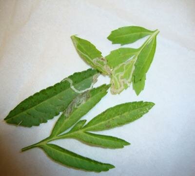 Marigold leaves with bugs