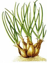 shallot bulbs – growing shallots